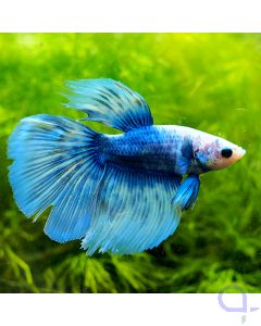 Kampffisch Halfmoon - Blue Ice - Betta splendens 