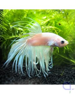 Kampffisch Crowntail - Snow Crown - Betta splendens #19