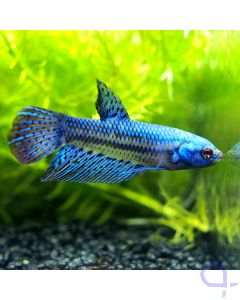 Kampffisch Plakat - Blue Alien - Betta splendens - Rarität #30