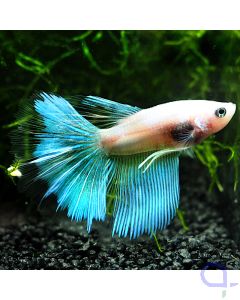 Kampffisch Halfmoon - Blue Light - Betta splendens*1-12