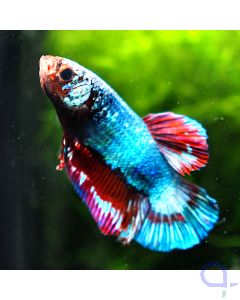 Kampffisch Plakat - Red Fin - Betta splendens *1-14