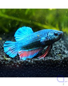 Kampffisch Plakat - Blue Red Fin - Betta splendens *18