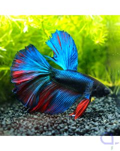 Kampffisch Halfmoon - Blue Red - Betta splendens *11