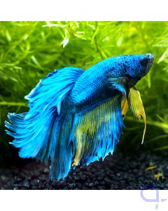 Kampffisch Halfmoon - Blue Mustard - Betta splendens *21