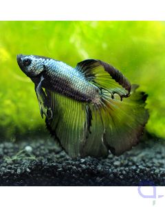 Kampffisch Halfmoon - Silver Copper - Betta splendens