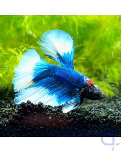 Kampffisch Halfmoon - Butterfly - Betta splendens 