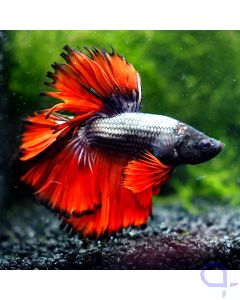 Kampffisch Halfmoon - Dark Red - Betta splendens *20
