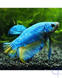 Kampffisch Plakat - Blue Metallic - Betta splendens *30