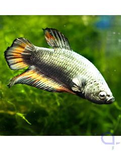 Kampffisch Plakat - Metallic - Betta splendens *09