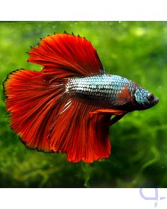 Kampffisch Halfmoon - Silver Red - Betta splendens *04