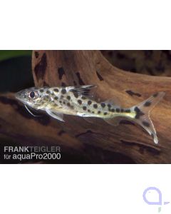 Engel-Antennenwels - Pimelodus pictus