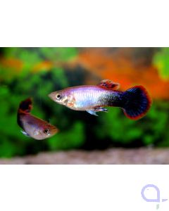 Guppy Pink Tuxedo Männchen - Poecilia reticulata