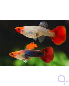 Guppy Red Nose Tuxedo-Blau - Red Cap Brazil - Paar - Poecilia reticulata