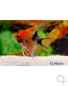 Red Devil - Roter Skalar - Pterophyllum scalare - Red King