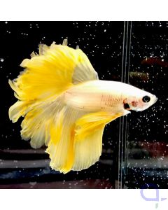 Kampffisch Rosetail Grade A "Lemon Peel" - Betta splendens