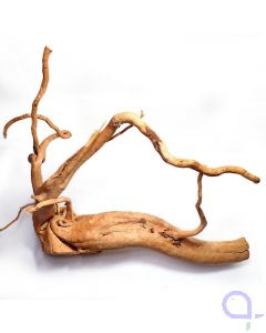 Rote Moorwurzel - wysiwyg - 022
