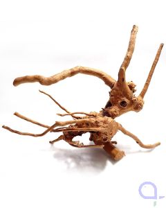 Rote Moorwurzel S - wysiwyg - 025