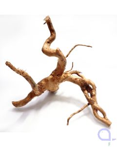 Rote Moorwurzel S - wysiwyg - 026