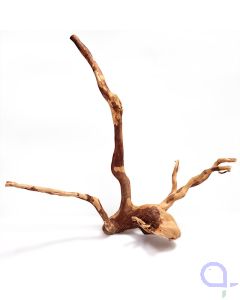Rote Moorwurzel S - wysiwyg - 027