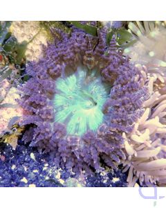 Phymanthus buitendijki - Buitendijks Sandanemone