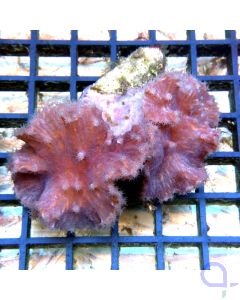 Sinularia brassica / Sinularia dura