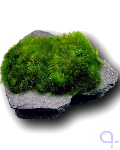 Bewachsener Slate Rock