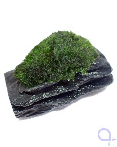 Bewachsener Slate Rock - Ansicht
