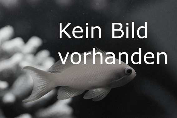 Goldstirn Brunnenbauer - Opistognathus aurifrons - Goldstirn-Kieferfisch