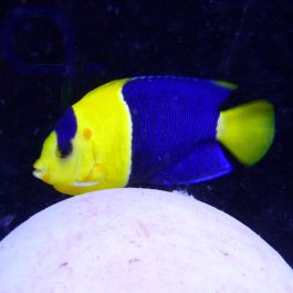 Centropyge bicolor - Blaugelber Zwergkaiserfisch aquaPro2000
