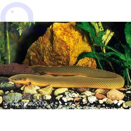 Flösselaal Erpetoichthys calabaricus aquaPro2000