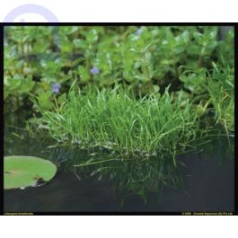 Lilaeopsis brasiliensis Brasilianische Graspflanze aquaPro2000