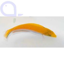 Halichoeres leucoxanthus Indischer Kanarien Lippfisch aquaPro2000