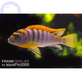 Labidochromis hongi Super Red Top aquaPro2000