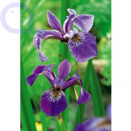 Iris Versicolor – Amerikanische Sumpfiris Im 9 Cm Topf, Winterhart, Blau-violett, Für Teich & Garten