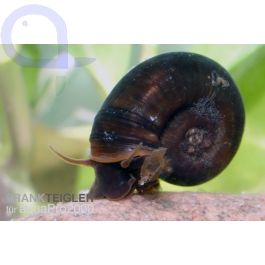 Posthornschnecke Planorbarius corneus Teich und Aquarium aquaPro2000