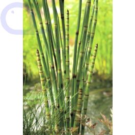 Japanischer Schachtelhalm kaufen - Equisetum japonica - Winterschachtelhalm  aquaPro2000