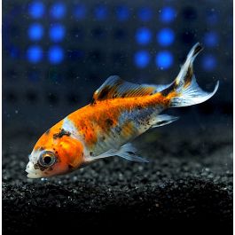 Carassius auratus Wakin Calico #RG06 aquaPro2000