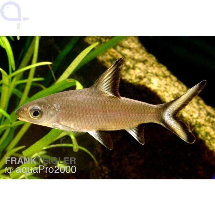 Haibarbe Balantiocheilos melanopterus aquaPro2000