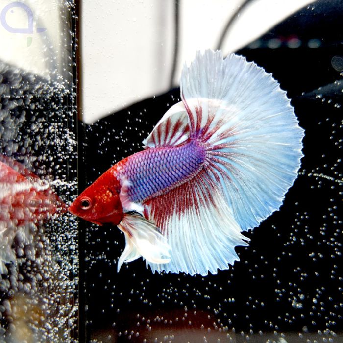Kampffisch Dumbo Ear "Multicolor" Grade A - Betta splendens aquaPro2000