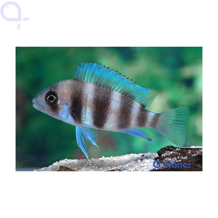 Tanganjika-Beulenkopf - Cyphotilapia frontosa Burundi aquaPro2000