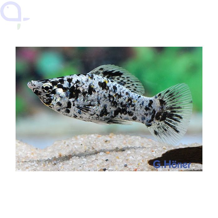 Poecilia Sphenops Molly orange Velifera 3,50 €