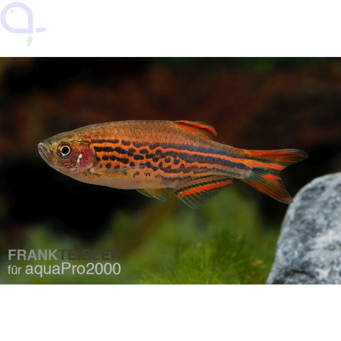 Fire Ring Danio