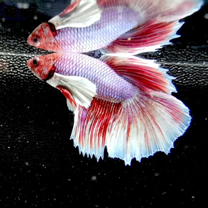 Kampffisch Dumbo Ear - Multicolor - Betta splendens aquaPro2000