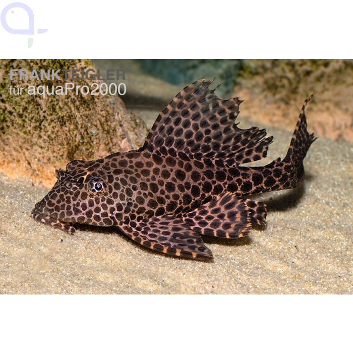 L165 Wabenschilderwels Pterygoplichthys gibbiceps aquaPro2000