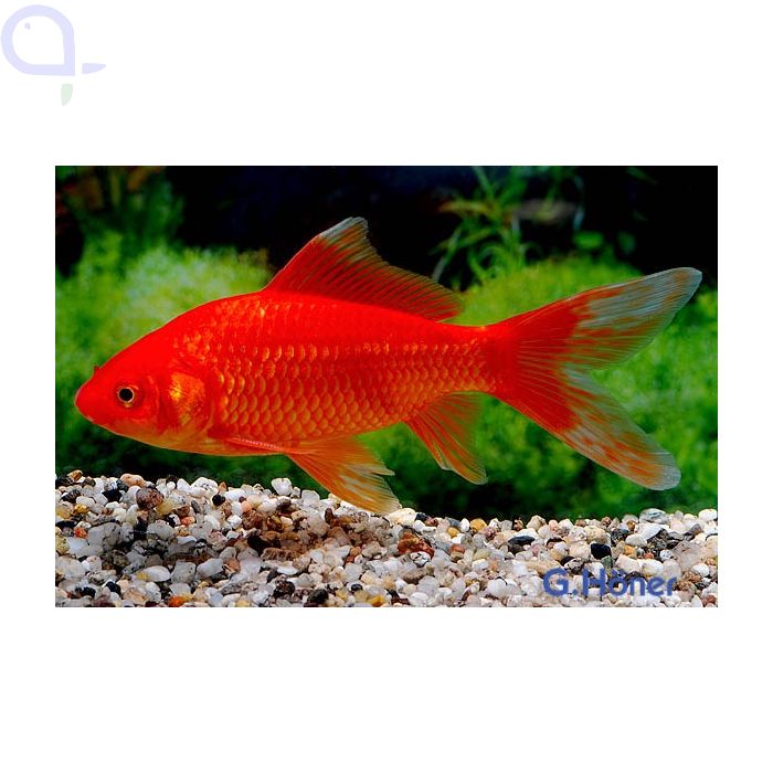 Goldfisch Rot-Orange - Carassius auratus aquaPro2000