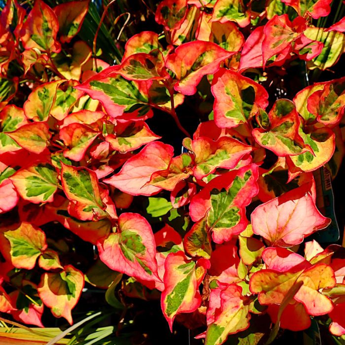 Houttuynia cordata Chameleon Eidechsenschwanz aquaPro2000