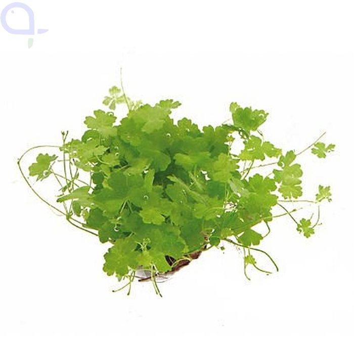 Hydrocotyle tripartita - Kleeblatt - Topf aquaPro2000