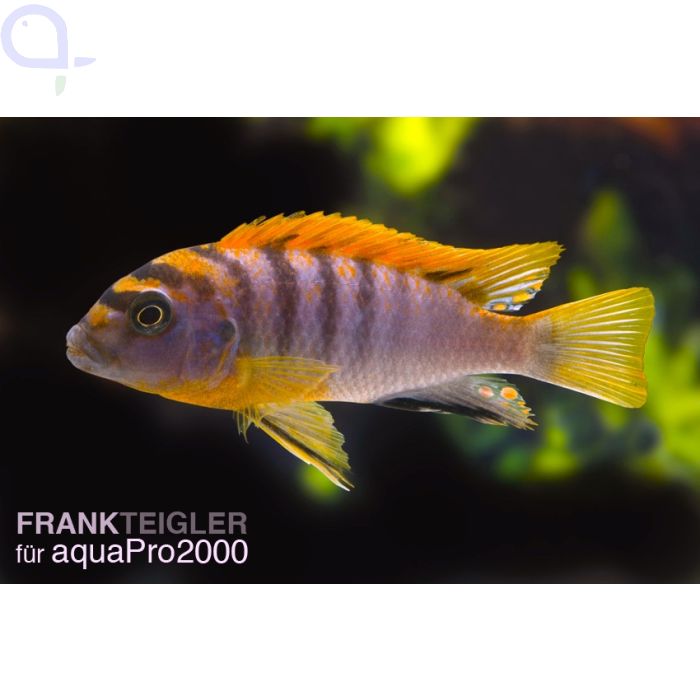 Labidochromis hongi Super Red Top aquaPro2000