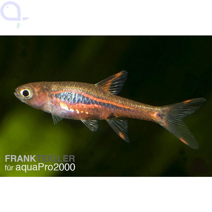 Mosquitobärbling - Mosquitorasbora - Boraras brigittae kaufen aquaPro2000
