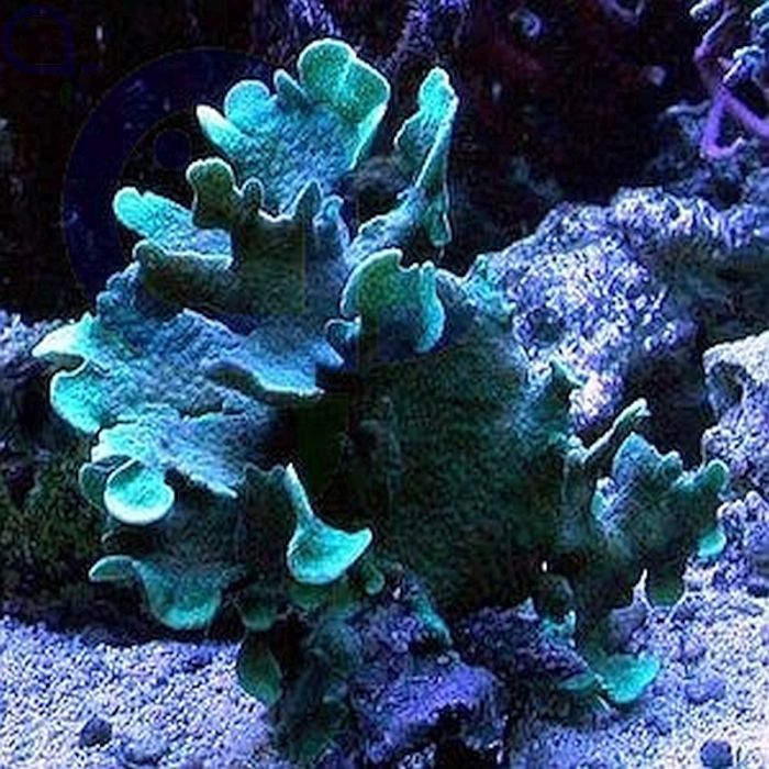 Pavona cactus Grn - Ableger aquaPro2000